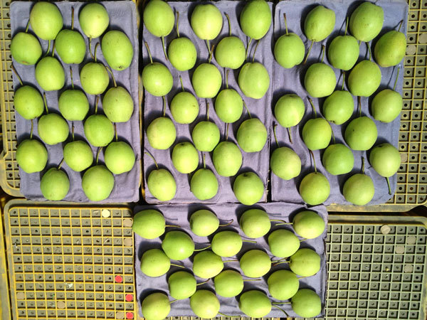 Pears